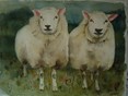 les moutons jumelles 