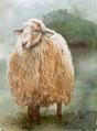 le mouton rouge pleine la laine