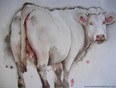 la vache charolette 0\'8 aquarelle-bistre 60/80cm